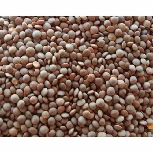 masoor dal