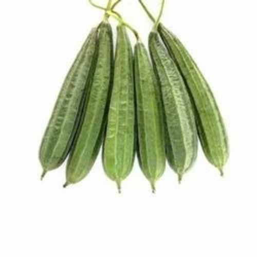 Ridge Gourd