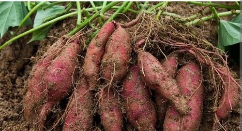 Sweet Potato - A Grade, Raw, Common Shape | Cooked Style, Dry Storage, Fresh, Optimum Quality