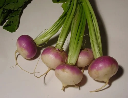 Fresh Forage Turnip