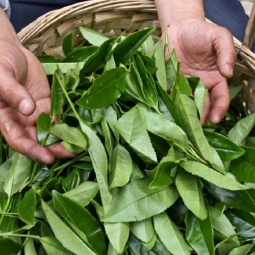Leaf tea