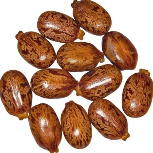 Castor Oil Seeds