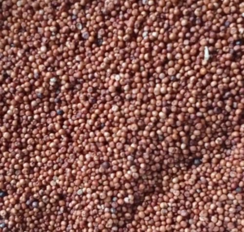 Finger Millet Seeds