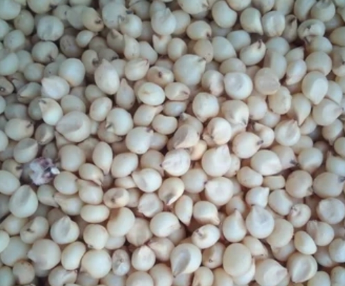 Jowar Whole Seeds