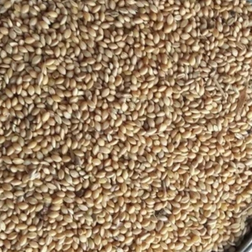 Organic Foxtail Millet