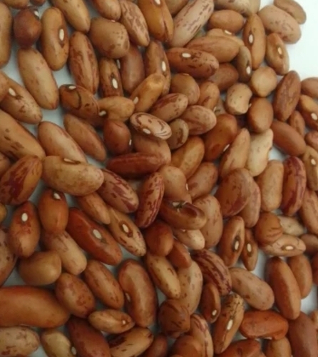 Organic Rajma Seeds