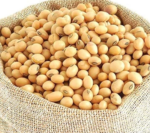 Organic Soybean Seeds