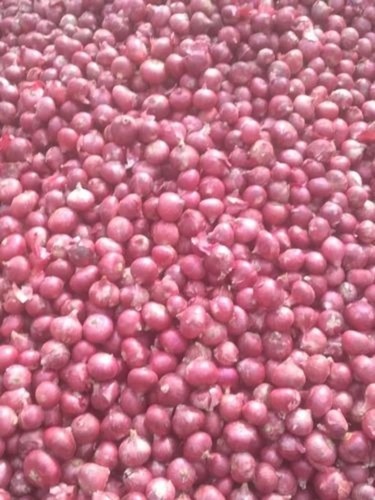 Fresh Organic Red Onion