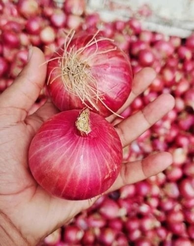 fresh red onion