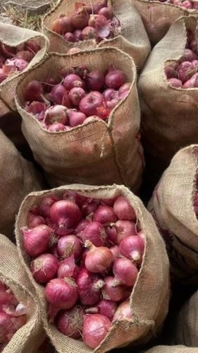 Red Onion Big Size