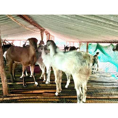 Live Female Goats
