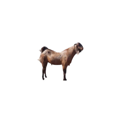 Male Kurbani Goat - Brown, 80 Kg | Strong Build, Excellent Stamina, Adaptable for Meat Production and Breeding