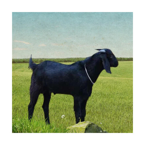 Osmanabadi Male Goat