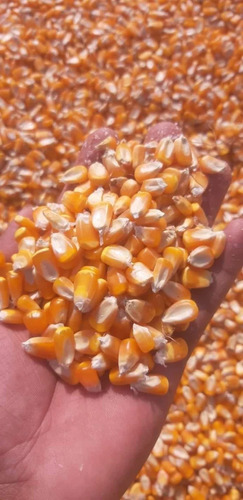 Yellow Corn Maize - Cultivation Type: Common