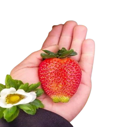 Beauty Strawberry Fruit Plant