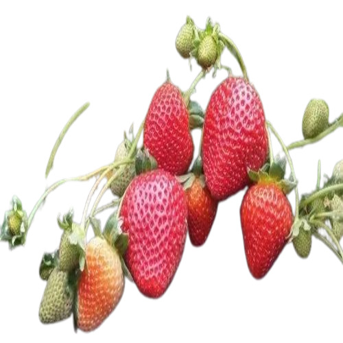 Camarosa Strawberry Plant
