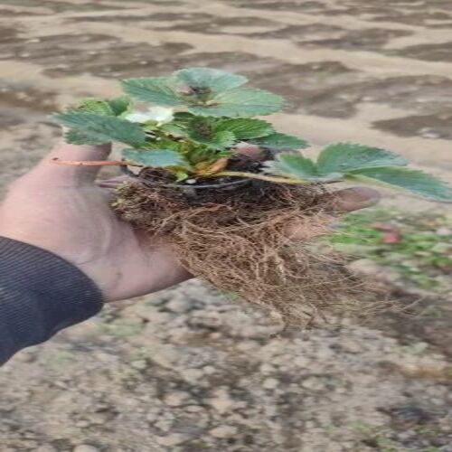 Cocopeat Strawberry Plant