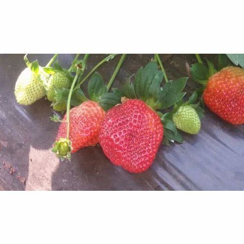 San Andreas Strawberry Plant - Alpine Variety, Red Color, Well Drained Soil, 12-24 Month Ageing | Fast Growth, Well Watered