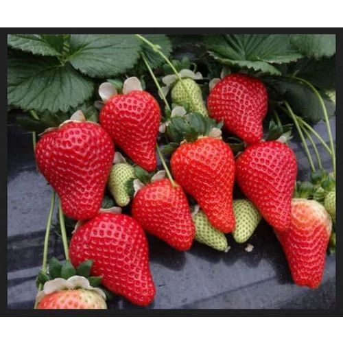 Sweet Sansation Strawberry Plant