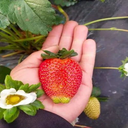 Winterdawn Strawberry Plant