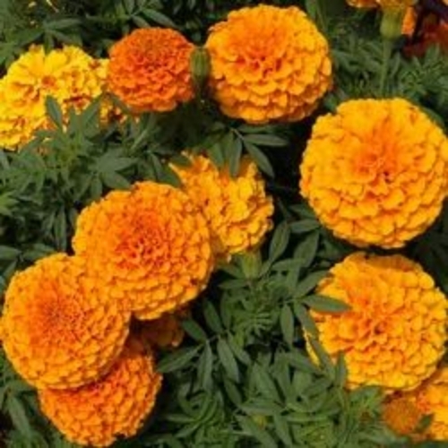 Marigold Flower