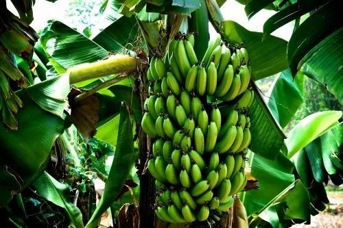 Banana G9 Tissue Culture Plants
