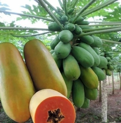 Calina Ibp 9 Papaya Plants