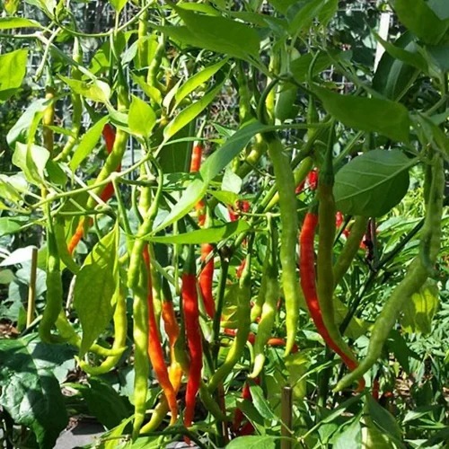 F1 Hybrid Chilli Plants