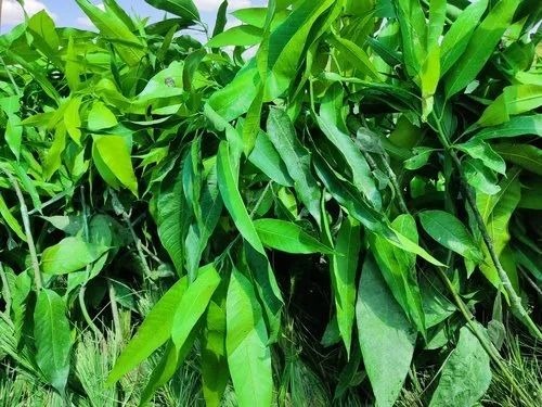 Grafted Mango Plants
