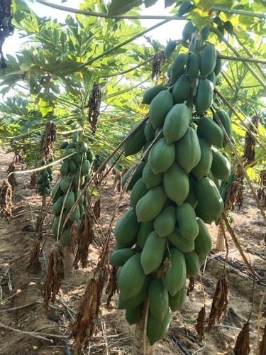 Green Berry Papaya Plants