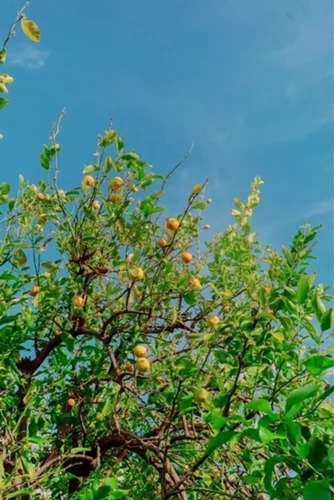 Plant, Flowers & Dried Flowers