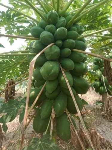 Papaya Plant