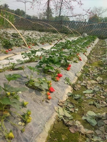 Strawberry Plants