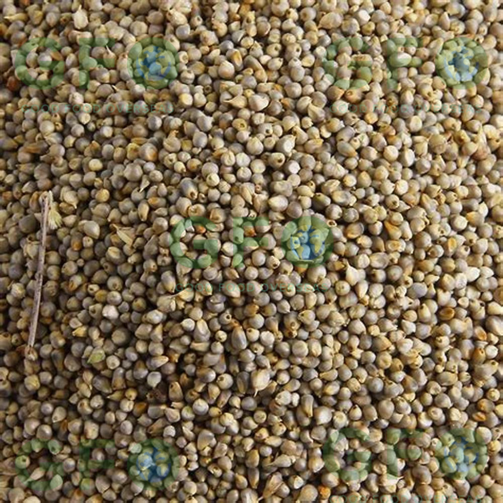 Pearl Millet