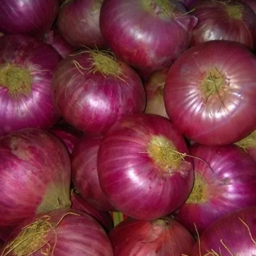 Red onion