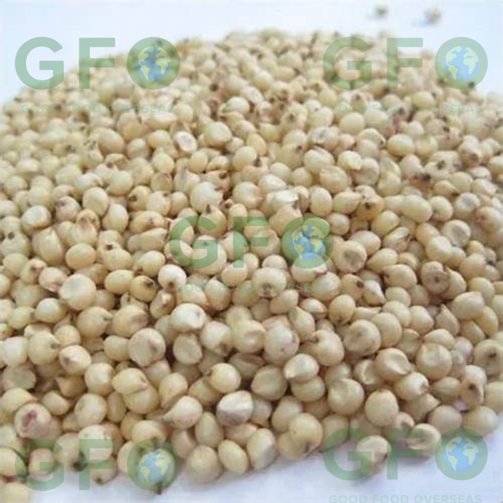 Sorghum (Jowar)