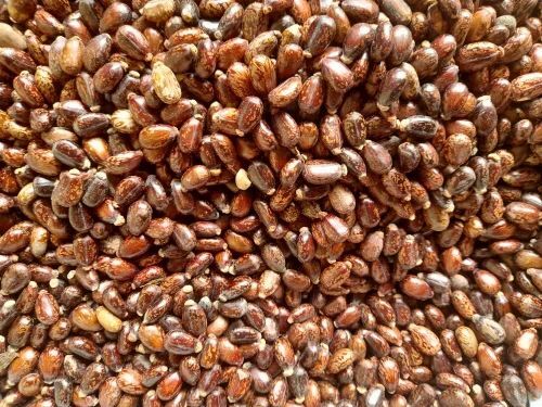 Dried Castor Seeds