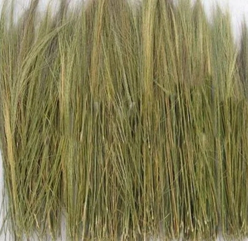 Broom Grass Raw Material