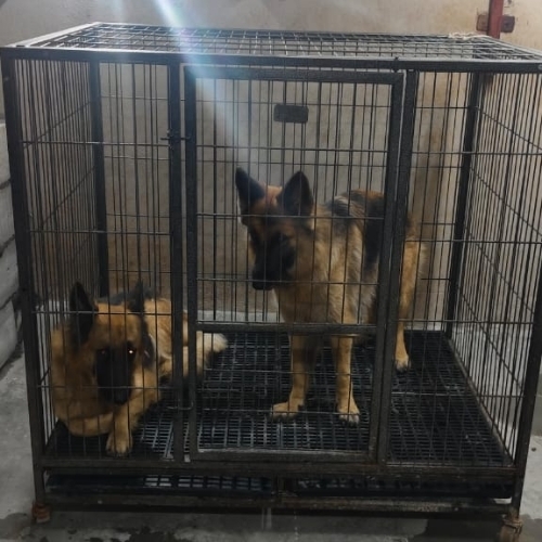 Dog Cage