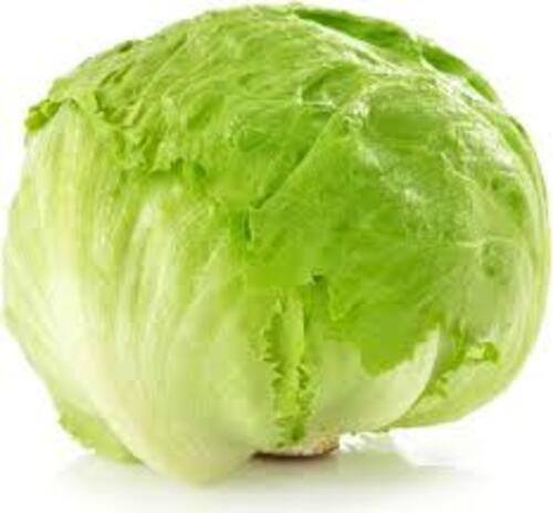 Lettuce Iceberg