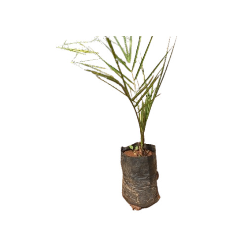 Garden Dates Plants