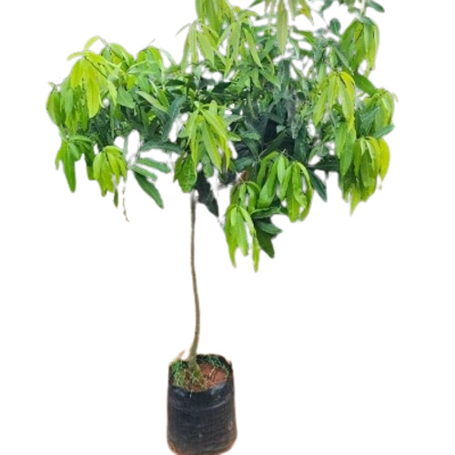 Mango Plants