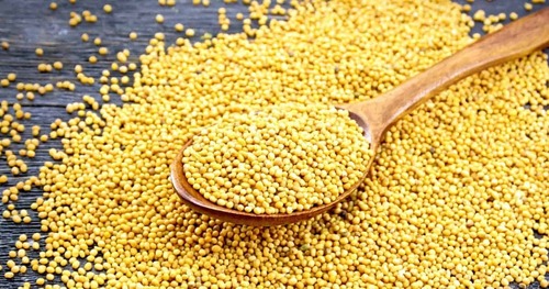 Organic Mustard Seeds - Color: Yellow