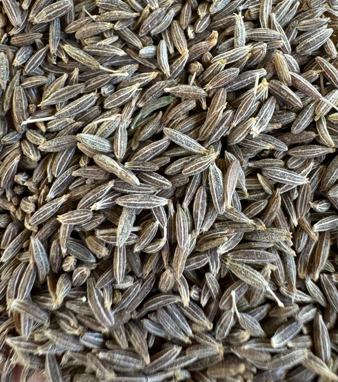 Cumin Seeds