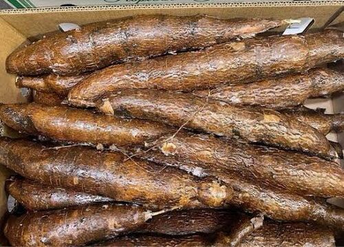Fresh Cassava - Moisture (%): 12