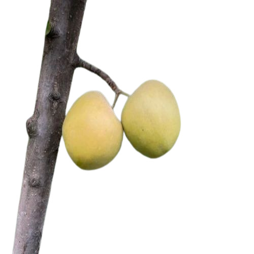 Doorsett Golden Apple Plant