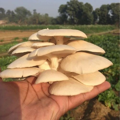 Fresh Oyster Mushroom