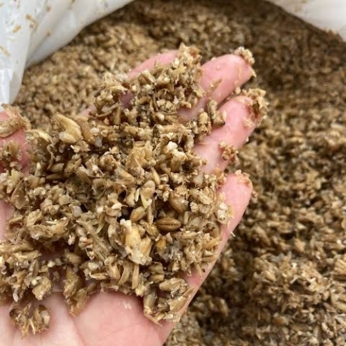 Wheat Grain Spent Malt