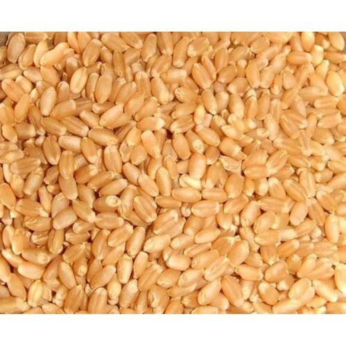 Dry Wheat Grains