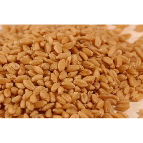 Indian Whole Wheat Grains